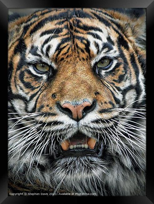 Tiger  Framed Print by Stephen Davis