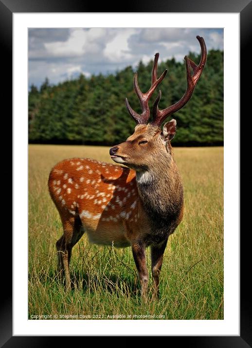 A magnificent stag Framed Mounted Print by Stephen Davis