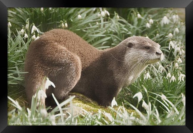 Otter in Snowdrops Framed Print by Stephen Davis