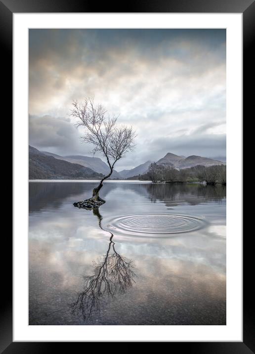 Serenity at the Lone Tree Framed Mounted Print by Alan Le Bon