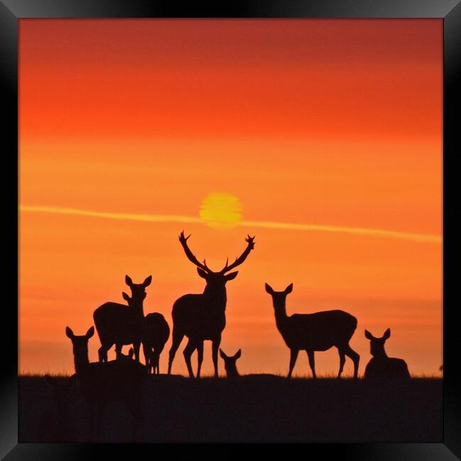 Red Deer Dawn Framed Print by Mark Barratt
