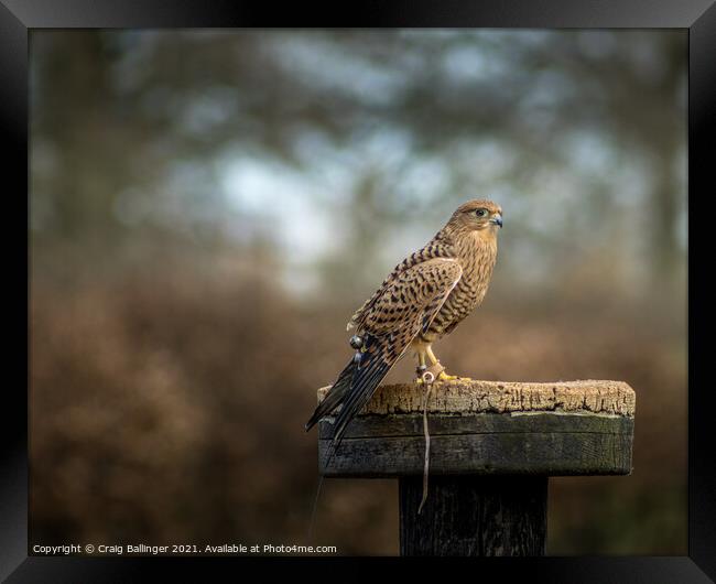WAITING TO FLY Framed Print by Craig Ballinger