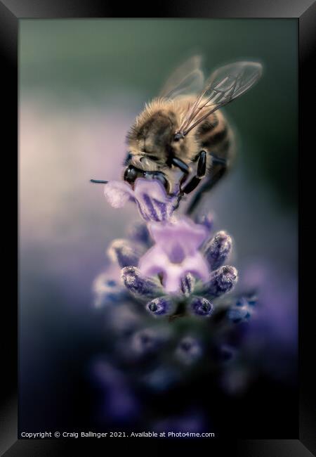 Bee on a Lavender flower Framed Print by Craig Ballinger
