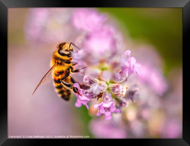Bee on a lavender flower Framed Print by Craig Ballinger