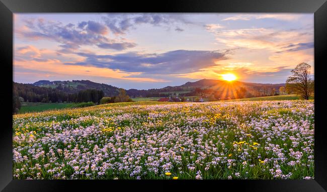 Colourful spring meadow at sunset Framed Print by Andreas Föll