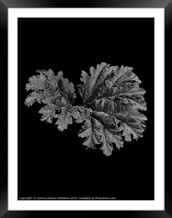 leaf Framed Mounted Print by Joshua Panter-Whitlock
