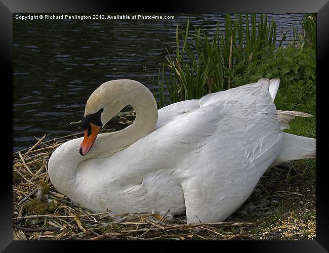 Nesting Swan Framed Print by Richard Penlington