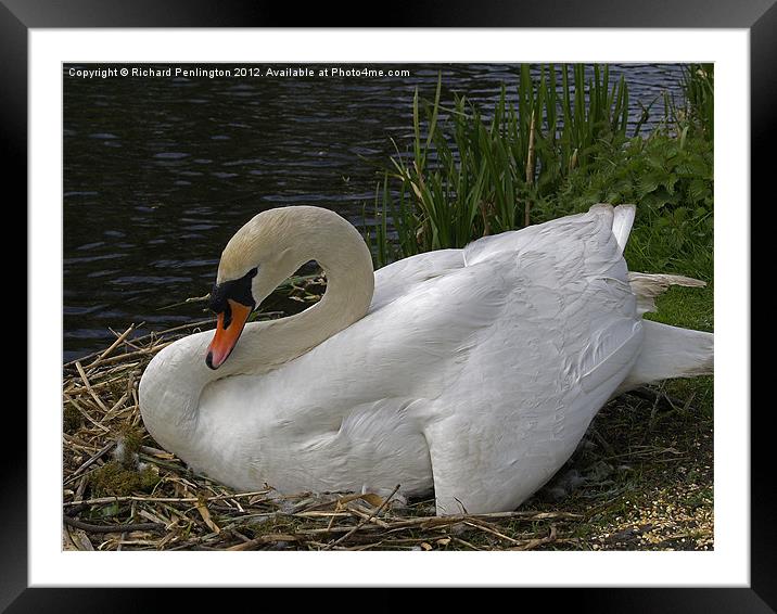 Nesting Swan Framed Mounted Print by Richard Penlington