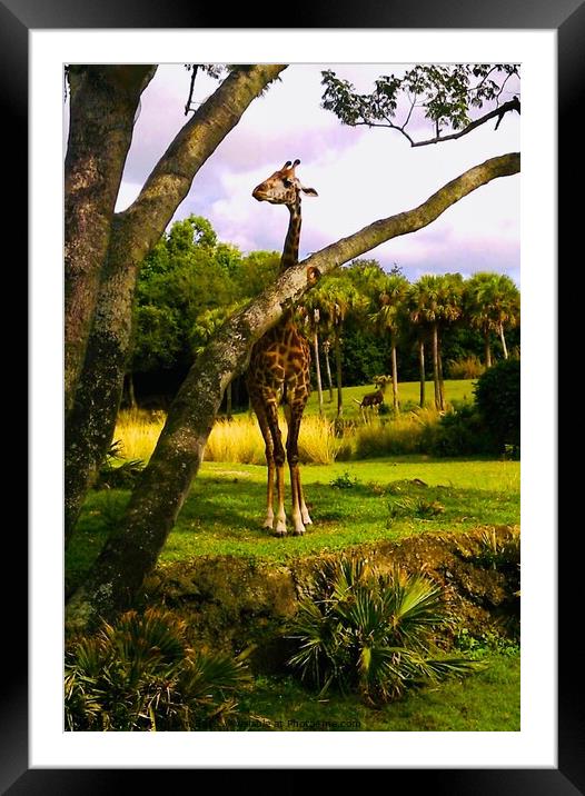 On Safari Framed Mounted Print by Lizzi Brown