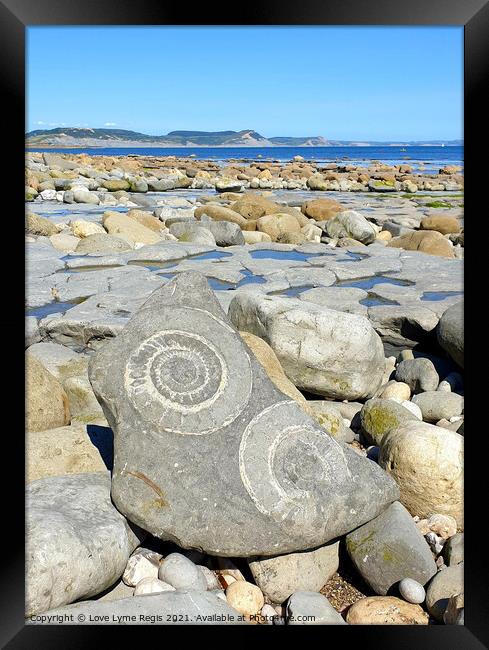 Large ammonite fossils Lyme Regis Framed Print by Love Lyme Regis