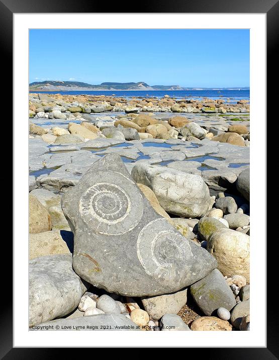 Large ammonite fossils Lyme Regis Framed Mounted Print by Love Lyme Regis