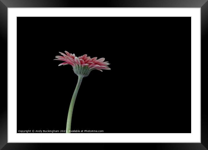 Aster Framed Mounted Print by Andy Buckingham
