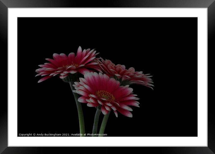 Three Asters Framed Mounted Print by Andy Buckingham