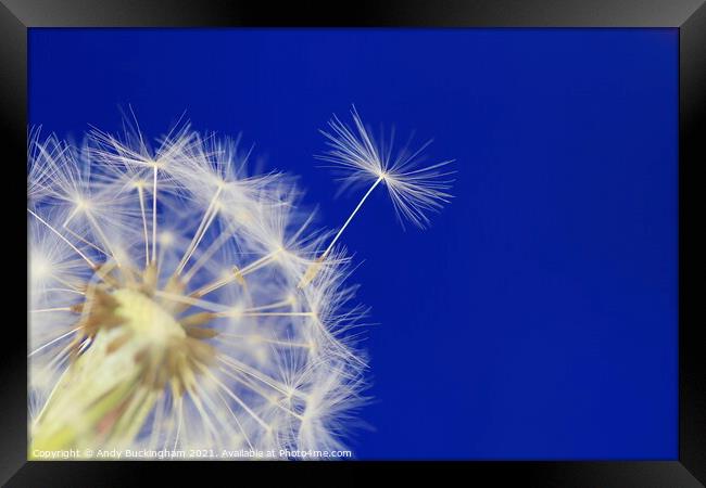 A close up of a Dandelion Clock Framed Print by Andy Buckingham