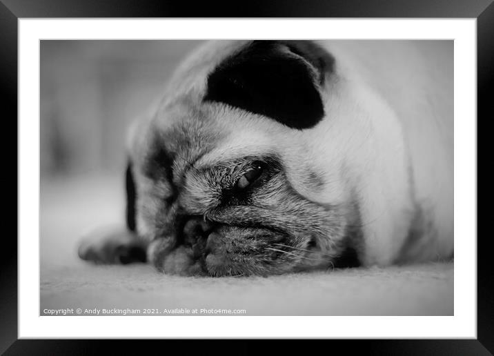 Pug in monochrome Framed Mounted Print by Andy Buckingham
