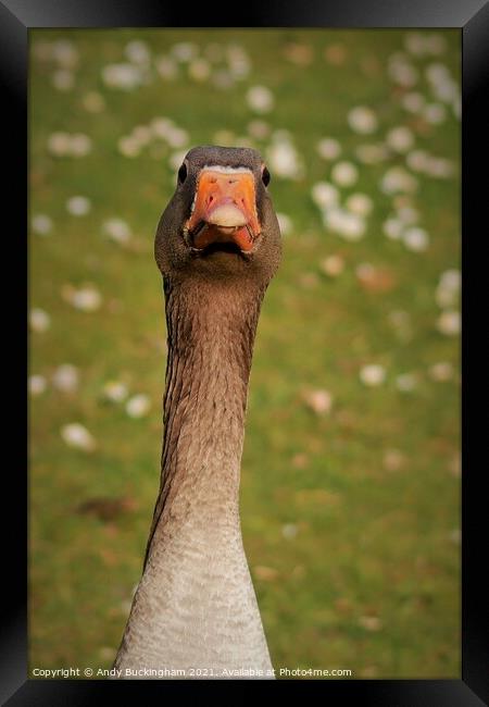 Goose Framed Print by Andy Buckingham
