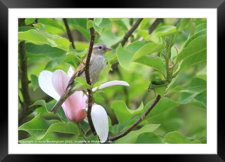 A small bird perched on a tree branch Framed Mounted Print by Andy Buckingham
