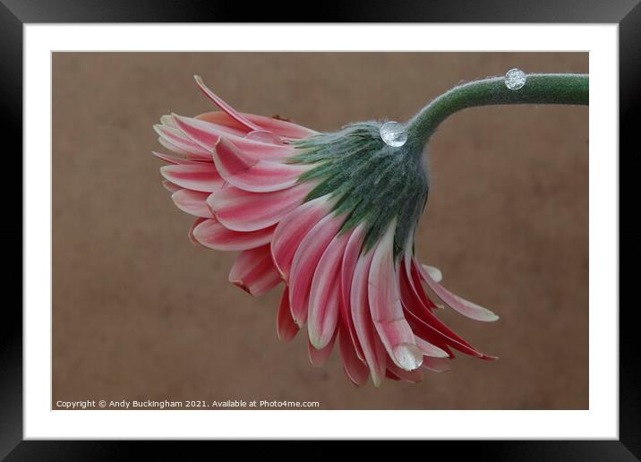 Water droplets on a flower  Framed Mounted Print by Andy Buckingham