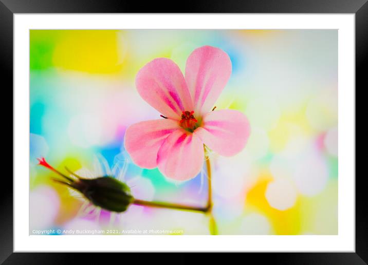 Robert Geranium Framed Mounted Print by Andy Buckingham