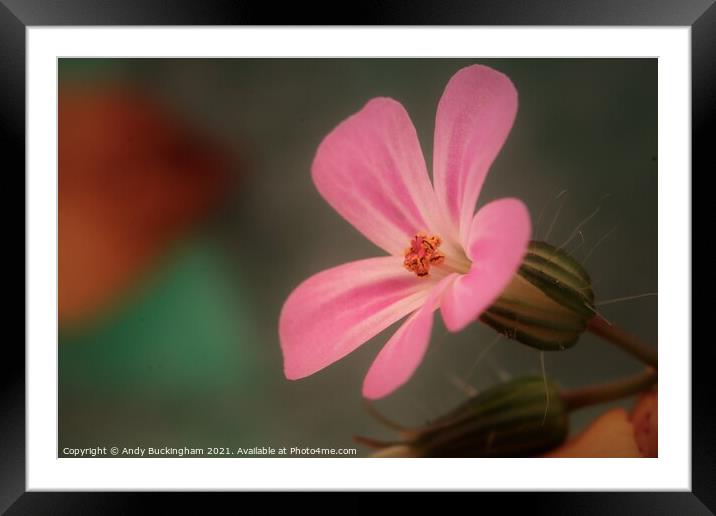  Robert Geranium Framed Mounted Print by Andy Buckingham