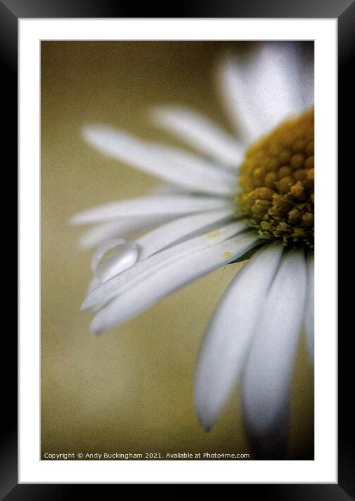 Droplet on a Daisy Framed Mounted Print by Andy Buckingham