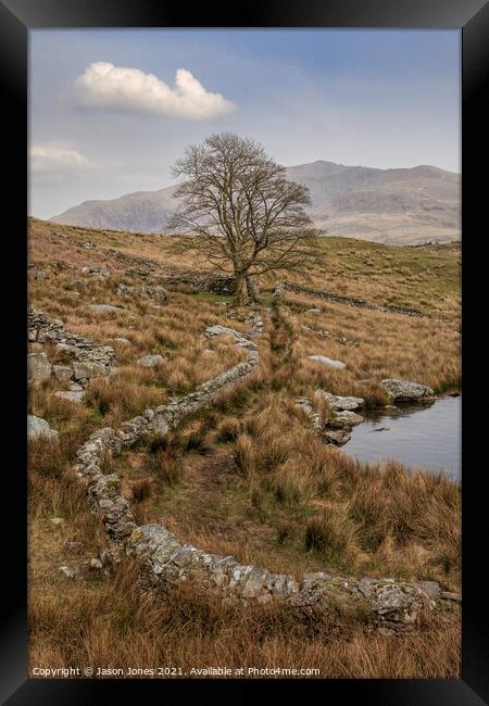The Wall That Leads To The Tree Framed Print by Jason Jones