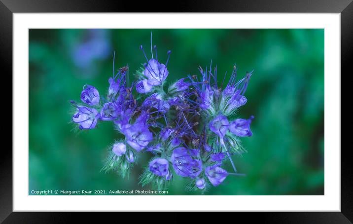 Wild and alluring Blue Tansy Framed Mounted Print by Margaret Ryan