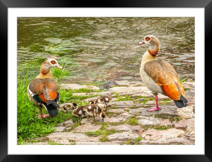 Egyptian Geese Family Adventure Framed Mounted Print by Margaret Ryan