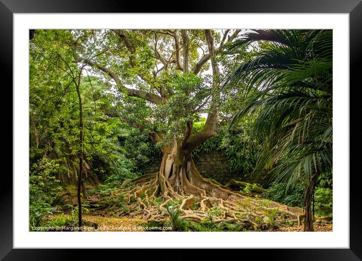 The Mighty Fig Tree Framed Mounted Print by Margaret Ryan