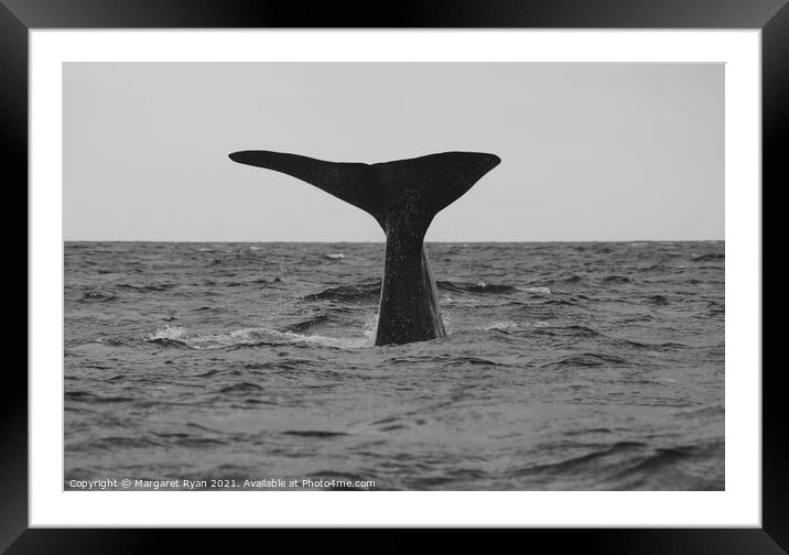Sperm whale fluke Framed Mounted Print by Margaret Ryan