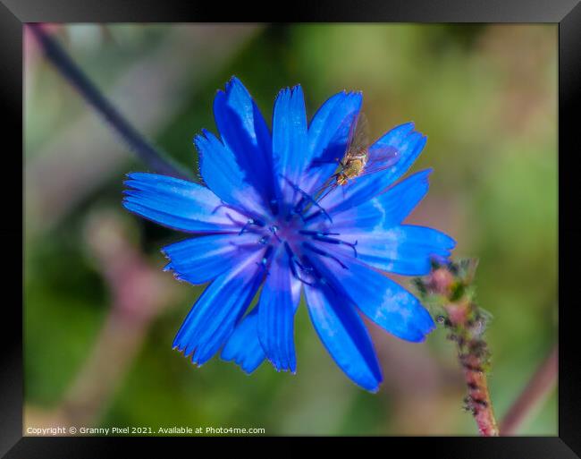 Chicory Flower with insect Framed Print by Margaret Ryan