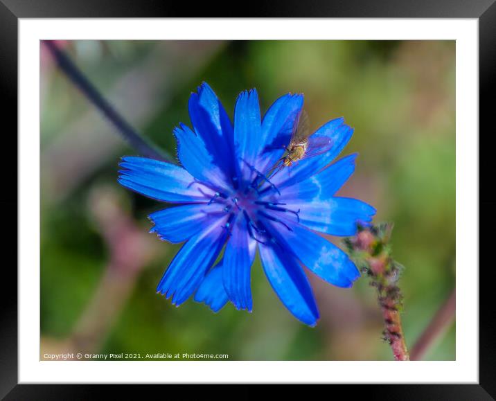 Chicory Flower with insect Framed Mounted Print by Margaret Ryan