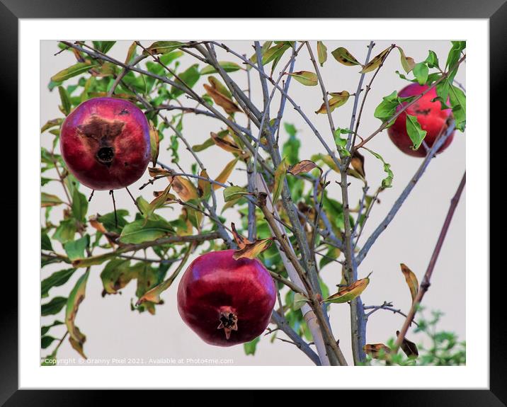 The Ruby Red Bounty of Tuscany Framed Mounted Print by Margaret Ryan