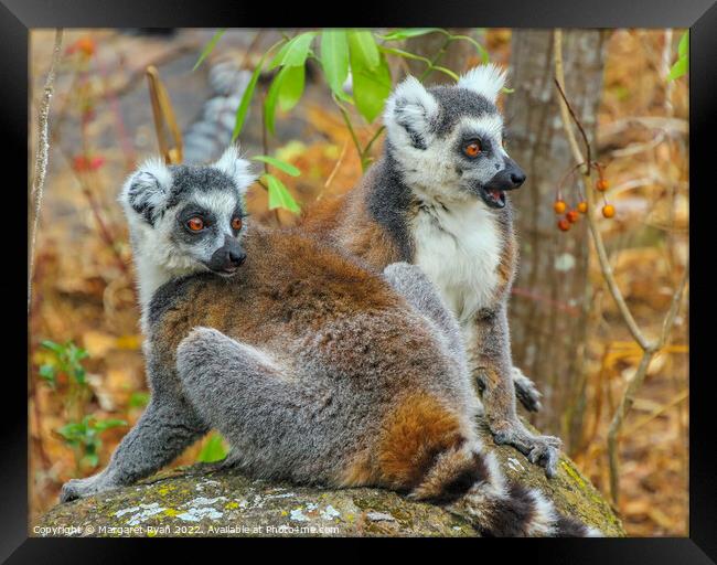 Curious Pair of Ring-Tailed Lemurs in Madagascar Framed Print by Margaret Ryan