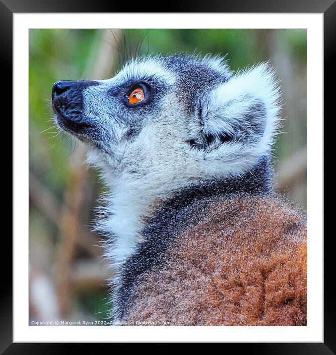 The Enchanting Eyes of a Ring-Tailed Lemur Framed Mounted Print by Margaret Ryan