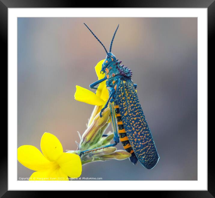 Rainbow Bush Locust in Madagascar Framed Mounted Print by Margaret Ryan