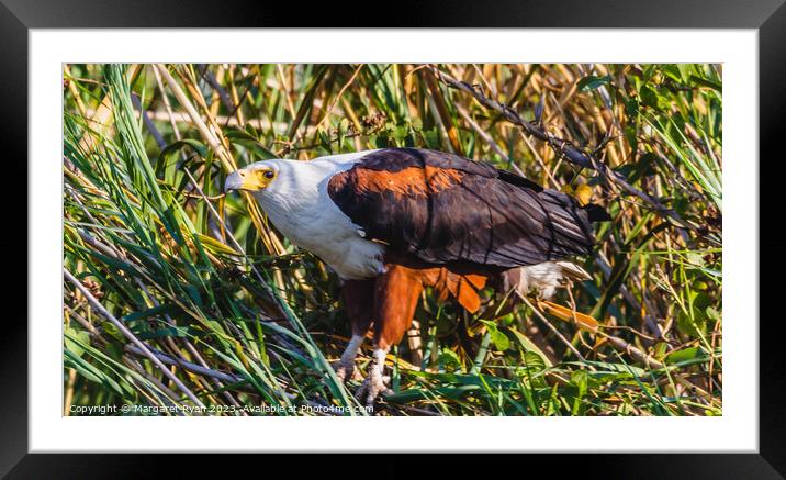 African Fish Eagle Framed Mounted Print by Margaret Ryan