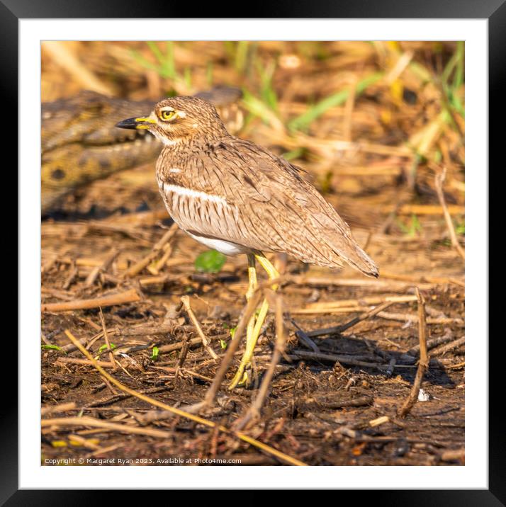 Water thick-knee Framed Mounted Print by Margaret Ryan