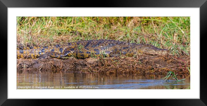 Nile Crocodile Framed Mounted Print by Margaret Ryan