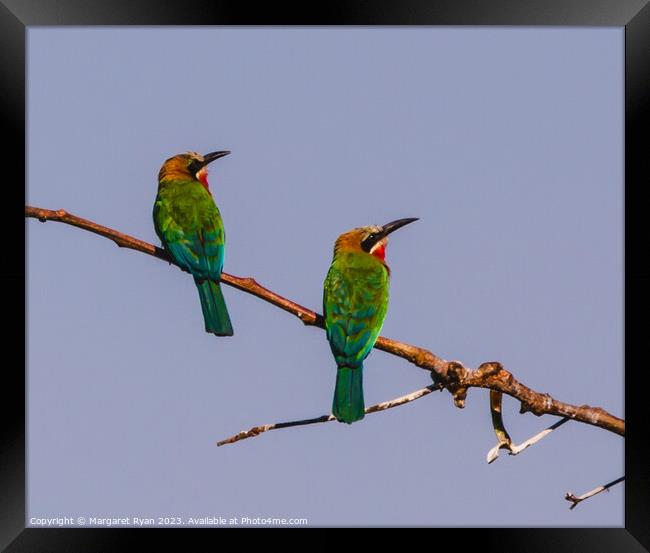 White-fronted Bee-eaters Framed Print by Margaret Ryan