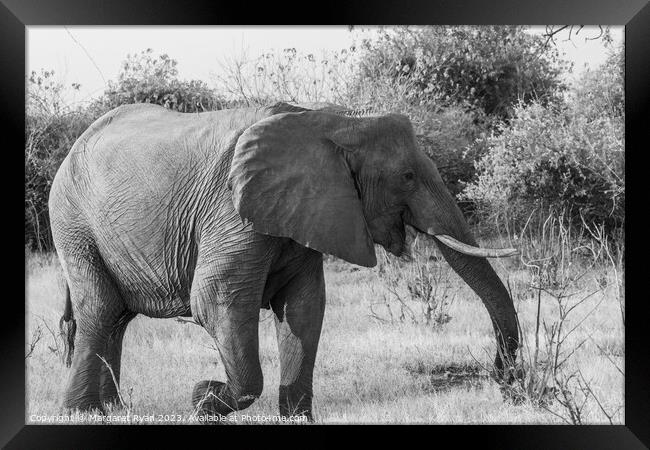 African elephant Framed Print by Margaret Ryan