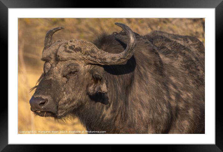 African Buffalo Framed Mounted Print by Margaret Ryan