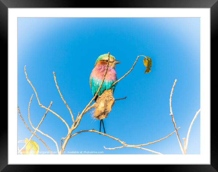 Lilac-breasted roller Framed Mounted Print by Margaret Ryan