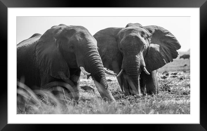 African Elephants Framed Mounted Print by Margaret Ryan