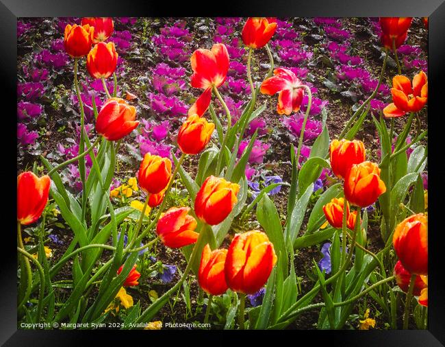 Tulips in the Rain  Framed Print by Margaret Ryan