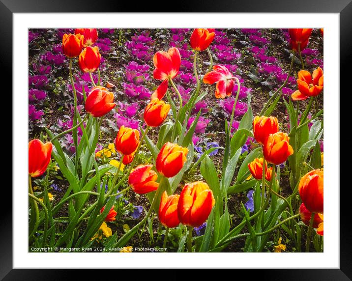 Tulips in the Rain  Framed Mounted Print by Margaret Ryan