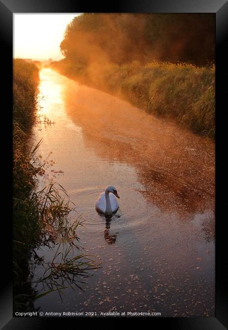 Golden Sunrise Elegance Framed Print by Antony Robinson