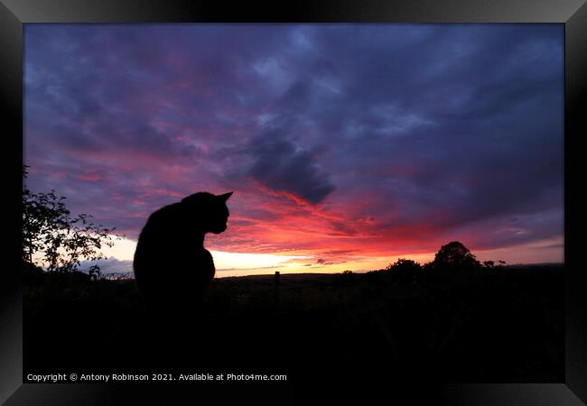 Majestic Black Cat Gazing at the Sunset Framed Print by Antony Robinson
