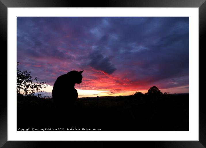 Majestic Black Cat Gazing at the Sunset Framed Mounted Print by Antony Robinson