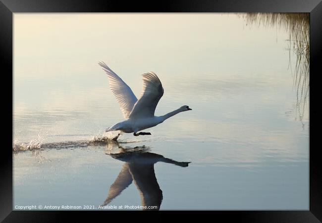 Elegant Swan Takes Flight Framed Print by Antony Robinson